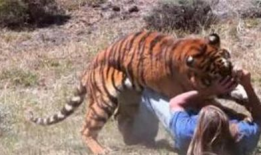 老虎吃人视频,老虎吞噬人类，现场视频曝光